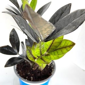 Zz Raven 🌿🖤 ‼️SOLD‼️